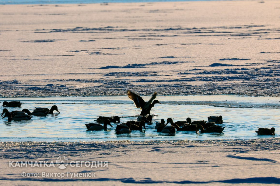 Камчатка сегодня: утки в Петропавловске-Камчатском. Фото: Виктор Гуменюк/ ИА "Камчатка". Фотография 1