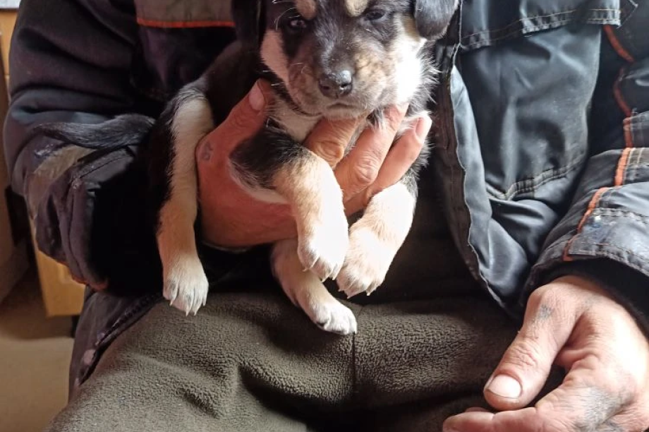 Камчатскому приюту подбросили коробку с домашними щенками. Скрин с видео приюта "Под крылом Кутха". Фотография 5