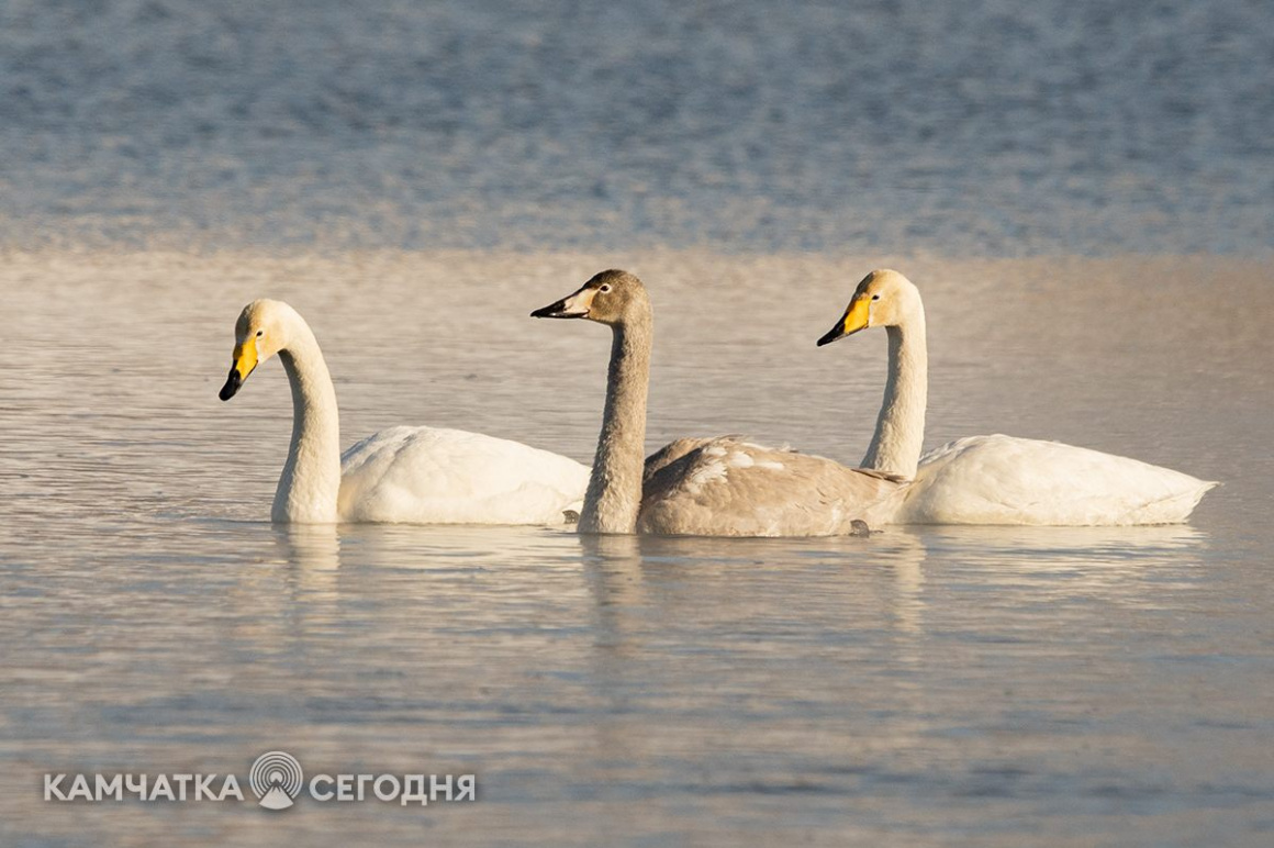 Лебеди-кликуны на Халактырском озере. Фоторепортаж . фото: Артем Безотечество. Фотография 10
