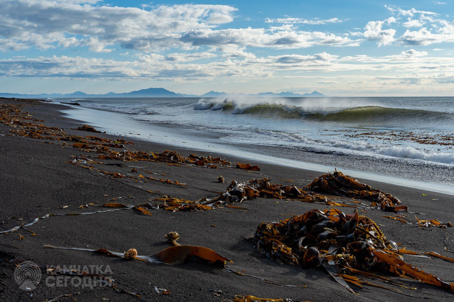 Камчатские ученые нашли способ ускорить рост растений в пять раз с помощью водорослей. Фото: ИА Камчатка