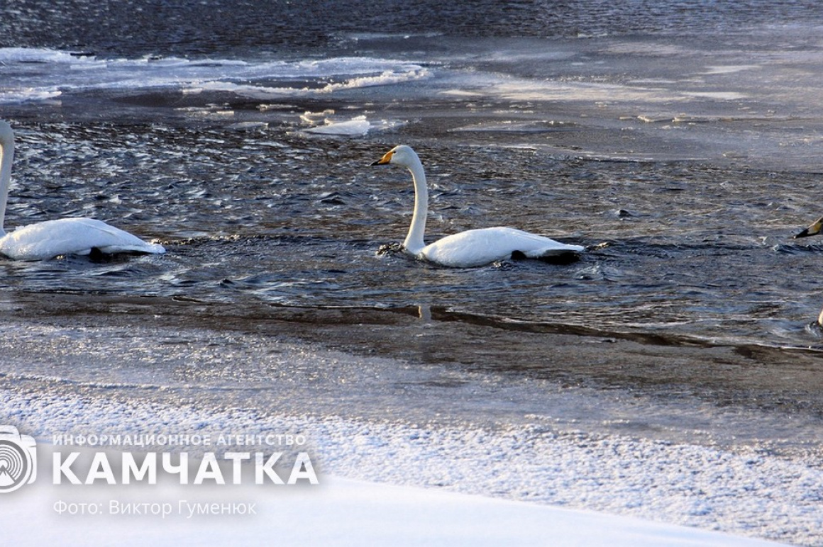Лебеди на Камчатке. Фотоподборка. фото: Виктор Гуменюк. Фотография 1