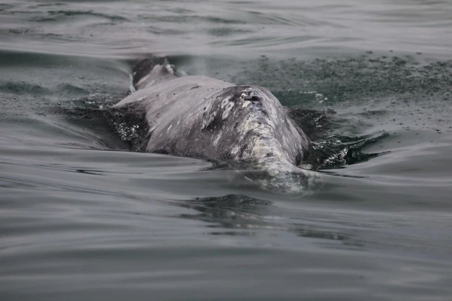 Ученые пересчитали серых китов у берегов Камчатки. Фото: Евгения Волкова . Фотография 4
