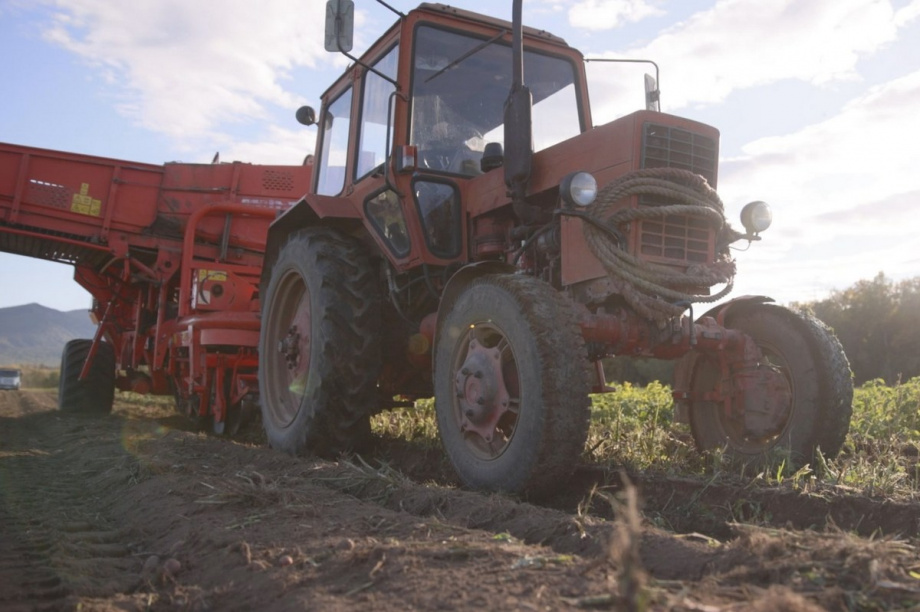 Агропромышленники Камчатки начали пробный сбор урожая картофеля. Фото: kamgov.ru. Фотография 2