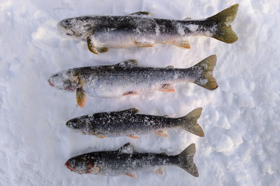 Живую популяцию древнего гольца ученые Камчатки нашли в ледниковом озере. Фото: сеть природных парков "Вулканы Камчтки". Фотография 4