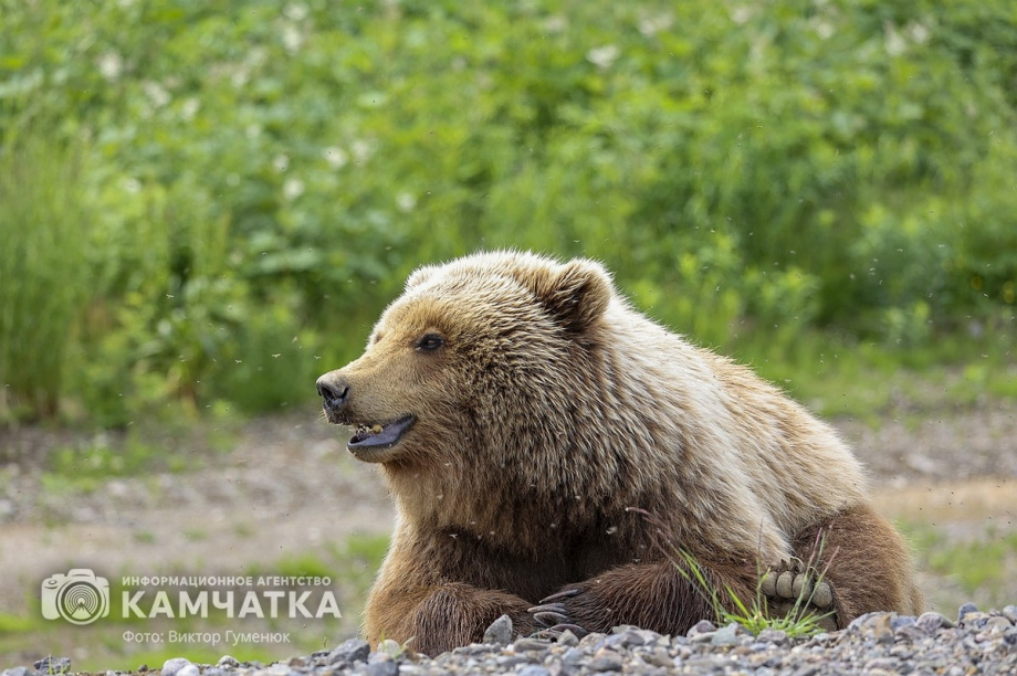 Жители камчатских лесов и сопок. Фотоподборка. фото: Виктор Гуменюк. Фотография 3