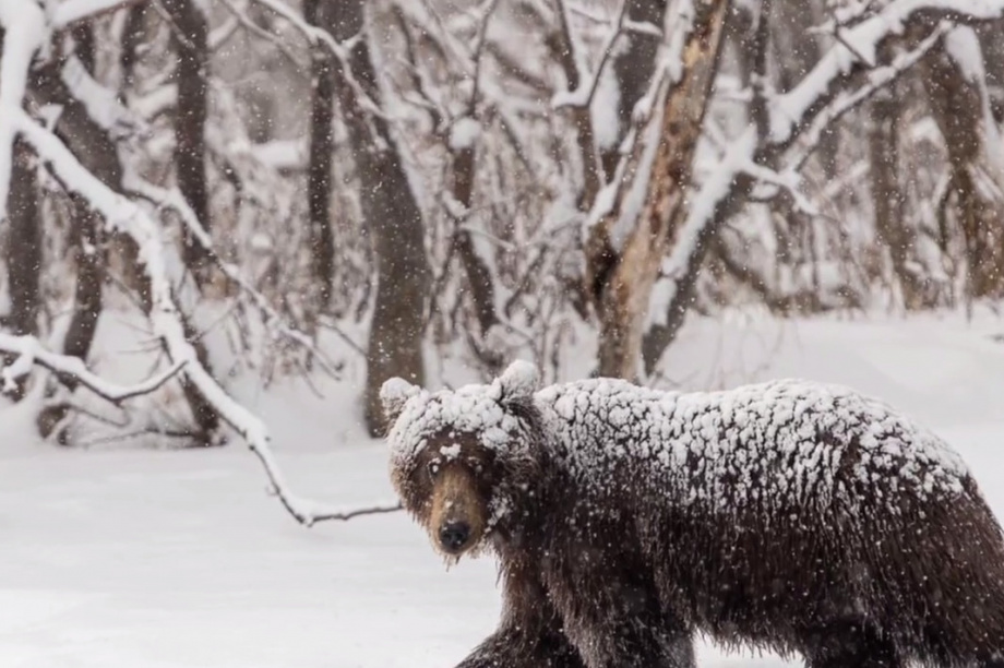  В Петропавловске замечены несколько медведей. Фото из соцсетей. Фотография 2