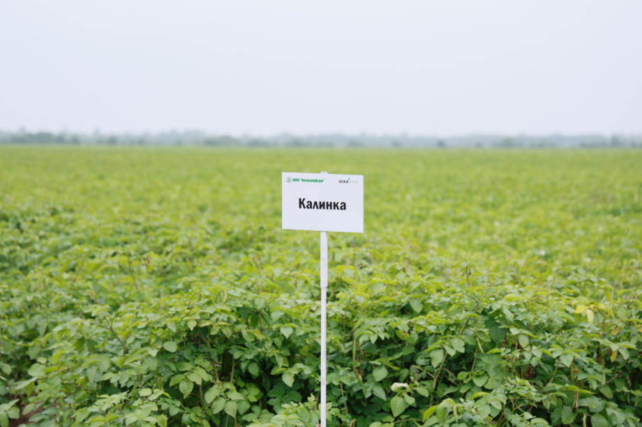 Камчатские аграрии осваивают отечественный картофель. Фото: kamgov.ru. Фотография 1