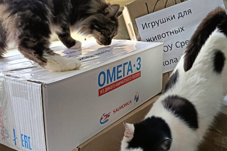 Ребята из камчатской школы № 43 одарили гостинцами котиков приюта «Оберег». Фото: приют "Оберег". Фотография 2