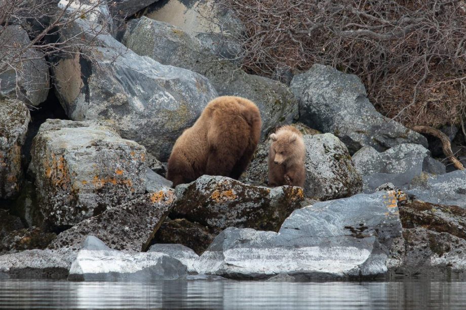 Медвежья семья наблюдала за камчатскими госинспекторами. Фото: ФГБУ "Кроноцкий государственный заповедник". Фотография 2