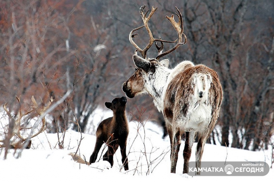 За северными оленями на Камчатке будут следить с помощью спутника. Фото: Виктор Гуменюк