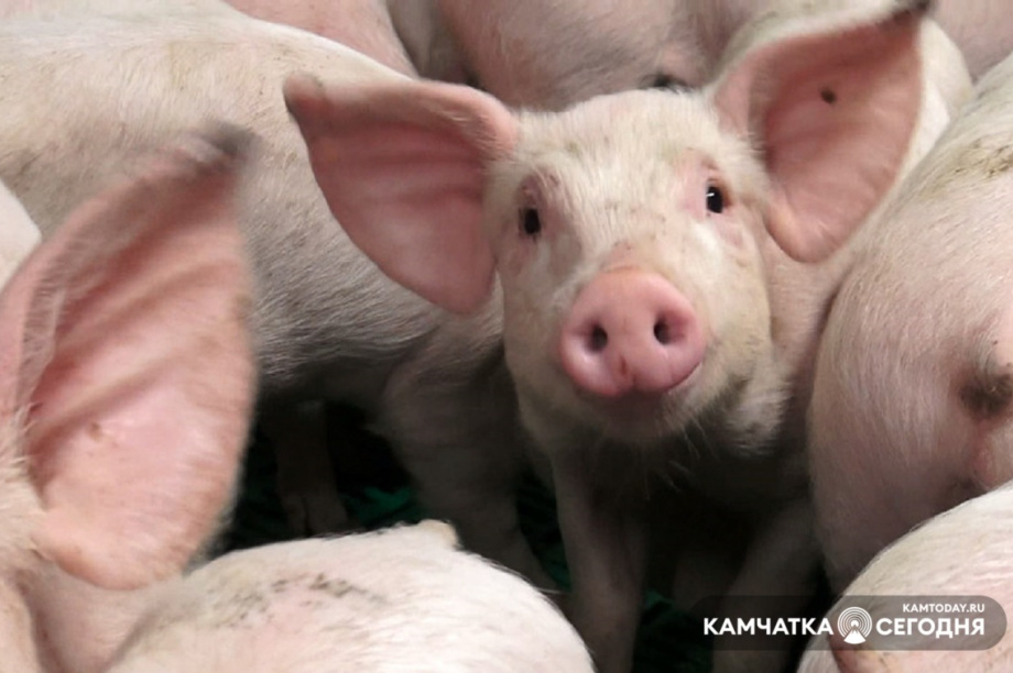  На Камчатке владельцев свиней обязали сообщать об изменениях в поведении их животных. Фото: архив ИА «Камчатка»