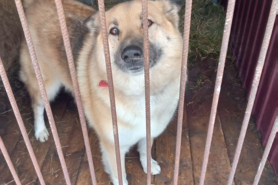 Приют для животных очистили от снега камчатские благотворители. Фото: приют “Под крылом Кутха”. Фотография 7