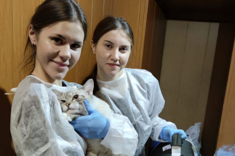 Команда «Айболитов» работала на Камчатке. Фото:тг. приют «Котофеево». Фотография 1