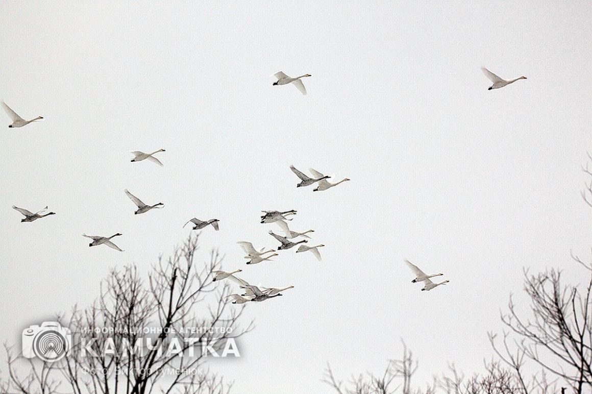 Лебеди на Камчатке. Фотоподборка. фото: Виктор Гуменюк. Фотография 9