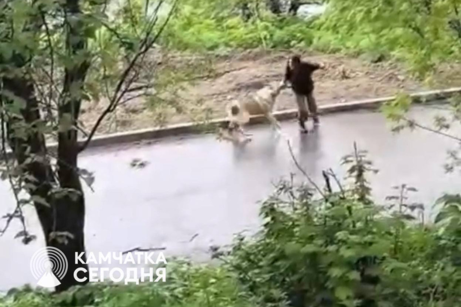 Агрессивная собака терроризирует жителей в Петропавловске-Камчатском. 
