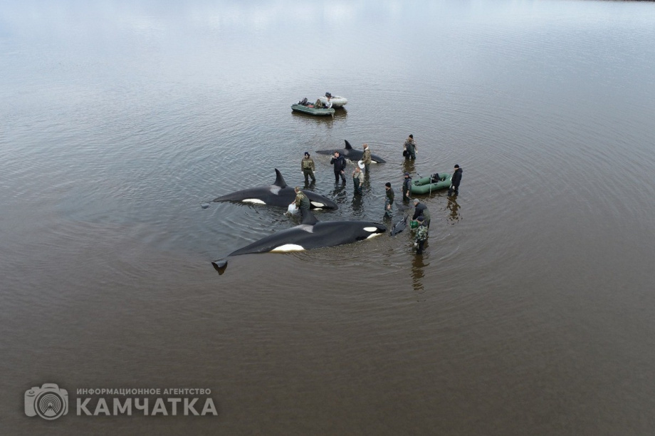 Сергей Лебедев: «Все четыре косатки живы, плавают всё ещё в лимане, воды хватает». Фото: Витязь-Авто, Александр Конев. Фотография 5