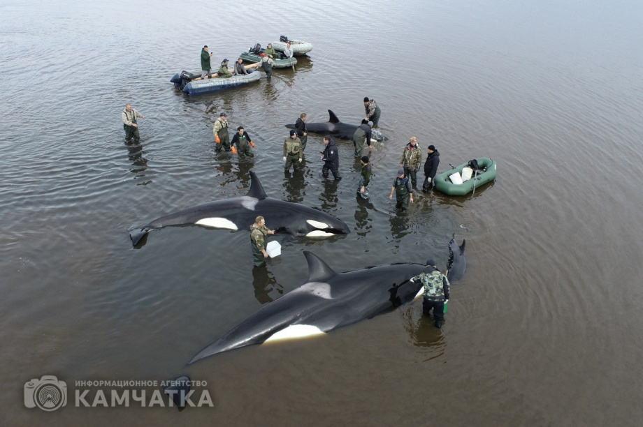 Сергей Лебедев: «Все косатки в море». Фото: Витязь-Авто. Фотография 1