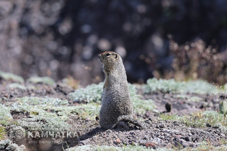 День вулкана на Камчатке собрал почти 2000 восходителей. фото: Виктор Гуменюк. Фотография 74