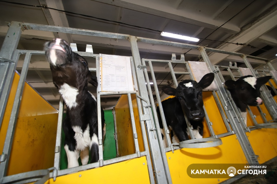 Продукция нового молокозавода должна появиться через неделю на Камчатке. Фото: Виктор Гуменюк / информационное агентство "Камчатка"