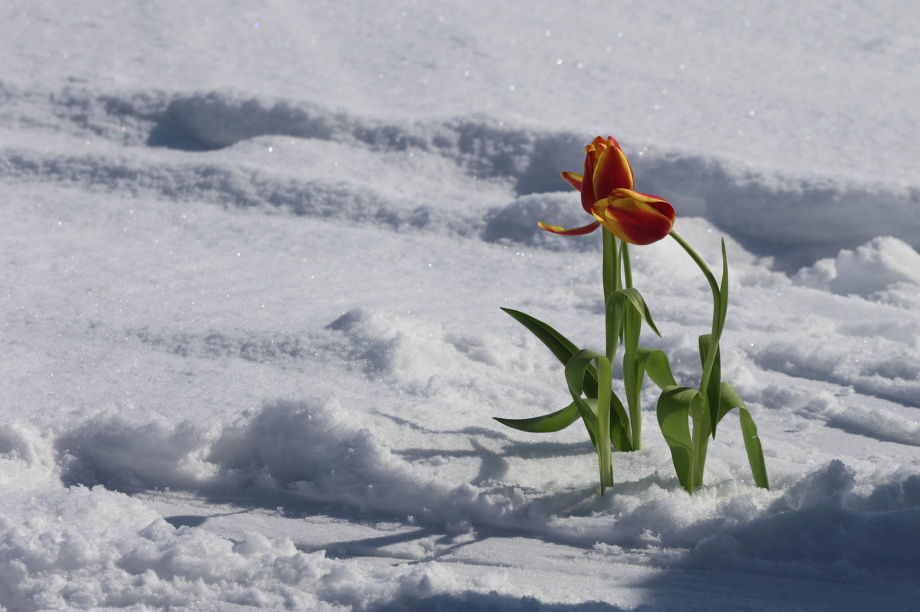 Лыжный поход в честь 8 Марта от турклуба «Медведь». Фото: «Камчатка Сегодня» \ Игорь Сафончик. Фотография 15