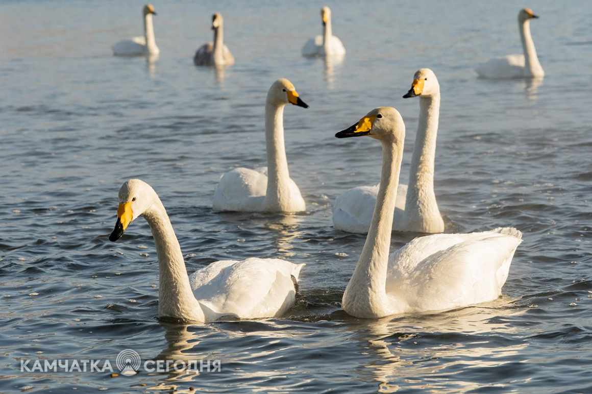 Лебеди-кликуны на Халактырском озере. Фоторепортаж . фото: Артем Безотечество. Фотография 4