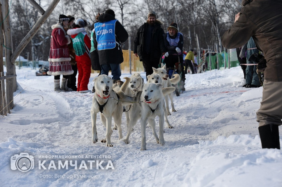 Гонка на собачьих упряжках «Хальч Тхсаном». Фоторепортаж  . Фото: Виктор Гуменюк. Фотография 24