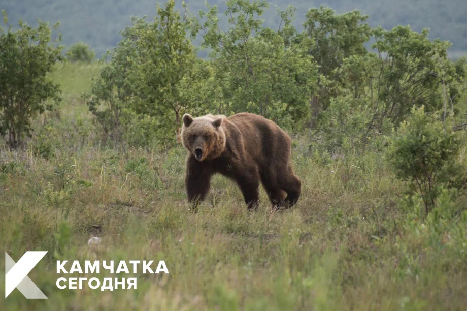 В Петропавловске-Камчатском участились случаи выхода медведей в город. 