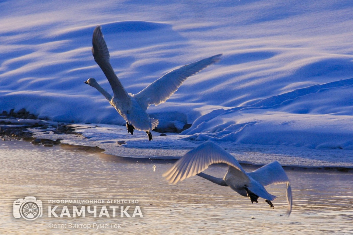 Лебеди на Камчатке. Фотоподборка. фото: Виктор Гуменюк. Фотография 2