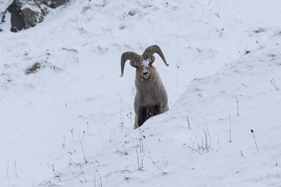 Снежных баранов посчитали в Кроноцком заповеднике. Фото Нины Ким и Дениса Кочеткова/Кроноцкий заповедник.. Фотография 8