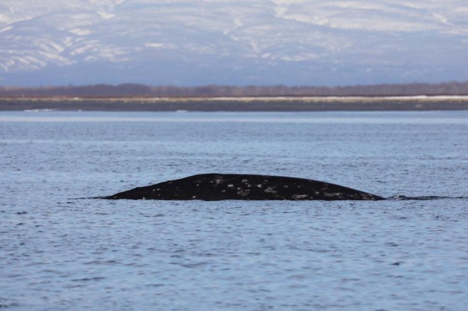Первые в этом году серые киты вернулись к восточному побережью Камчатки. фото: Евгения Волкова/Кроноцкий. Фотография 3