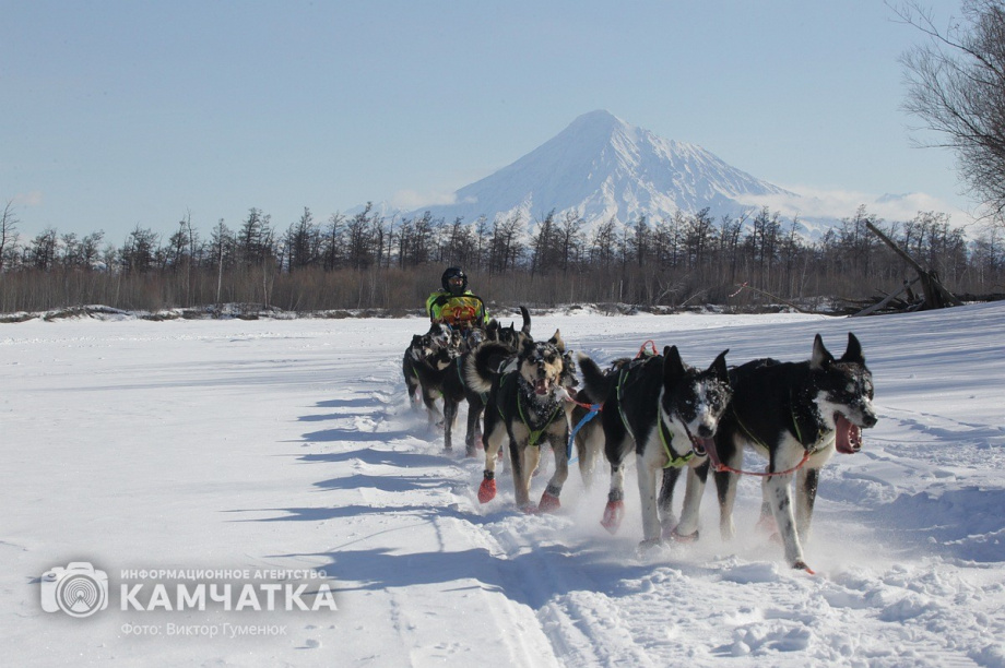 Камчатка и Чукотка проведут совместную гонку на собачьих упряжках. Фото: Виктор Гуменюк, архив ИА "Камчатка". Фотография 1