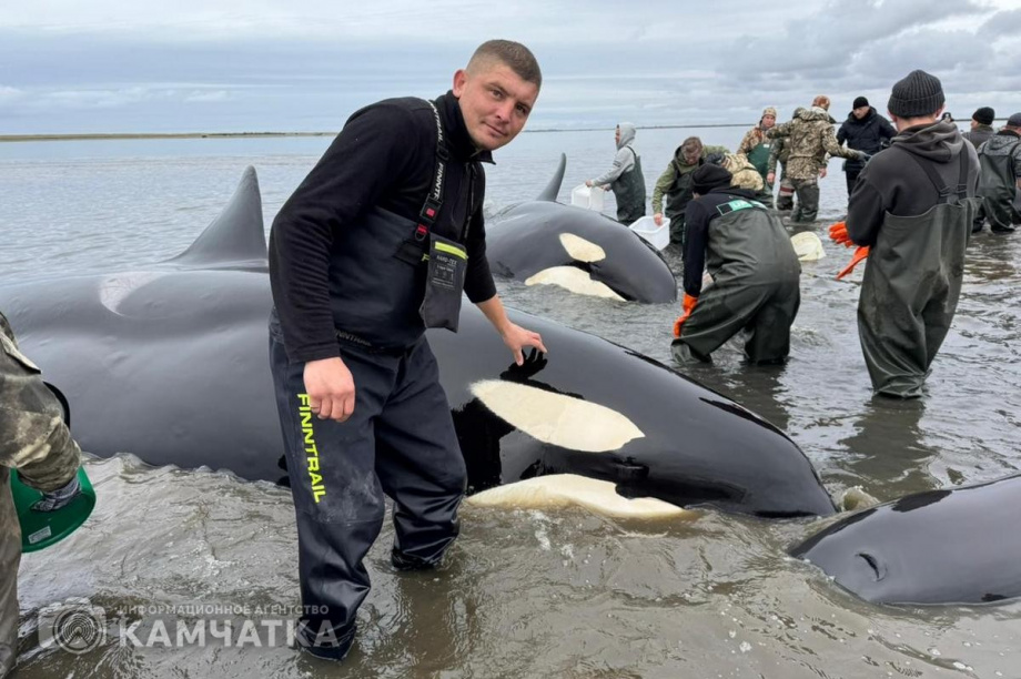 Сергей Лебедев: «Все четыре косатки живы, плавают всё ещё в лимане, воды хватает». Фото: Витязь-Авто, Александр Конев. Фотография 9