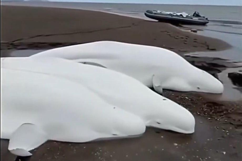 Рыбаки спасли семейство белух на Севере Камчатки. Фото: скриншот с видео от подписчиков телеграм-канала "Камчатка Сегодня"