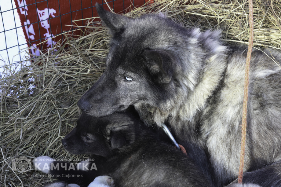 «Елизовский спринт» — 15 лет традиций и азарта!. Фото: «Камчатка Сегодня» \ Игорь Сафончик. Фотография 72