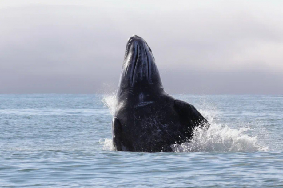 Киты и каланы продолжают наслаждаться жизнью в Кроноцком заливе. Фото: ФГБУ «Кроноцкий государственный заповедник» / Е. Волкова / Д. Балакирев. Фотография 3