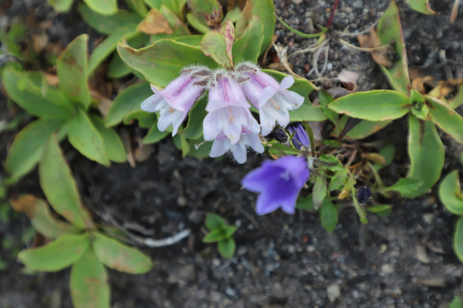 Спортивный День вулкана. Фото: Виктор Гуменюк. Фотография 46