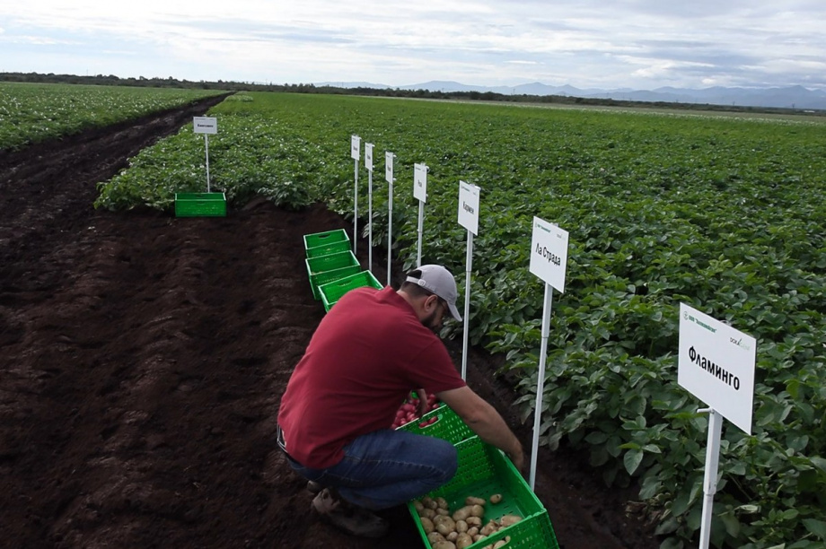 Презентацию 13 новых для Камчатки сортов картофеля провели в Елизовском районе. Фото: Виктор Гуменюк, kamgov.ru. Фотография 9