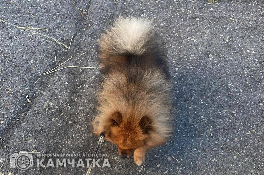 День открытых дверей проведут в пункте временного содержания животных на Камчатке. фото: ИА "Камчатка"