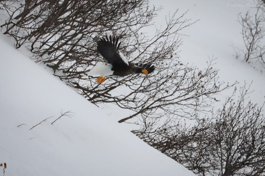 Первый медведь покинул берлогу в Кроноцком заповеднике. Фото: Д. Балакирев; Е. Волкова. Фотография 4