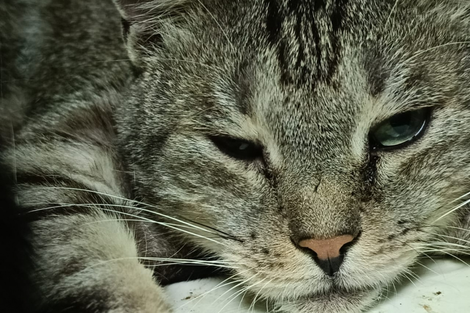 Камчатский приют «Оберег»: спасение для усатых-полосатых братьев. . Фотография 2