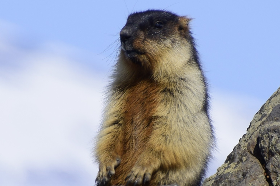 Краснокнижных сурков на Камчатке, не защищенных Красной книгой, продолжают добывать. Фото: Вулканы Камчатки, официальный сайт