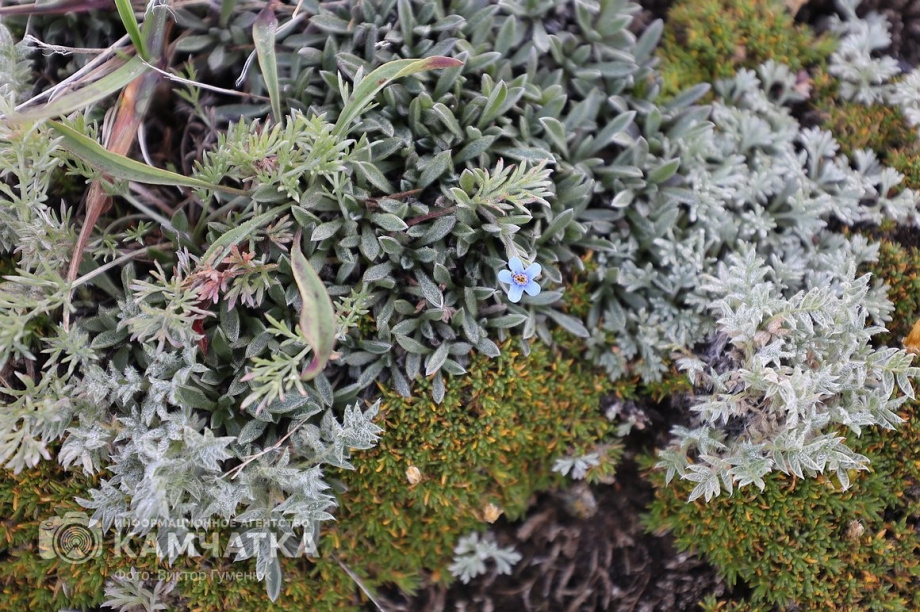 День вулкана на Камчатке собрал почти 2000 восходителей. фото: Виктор Гуменюк. Фотография 10