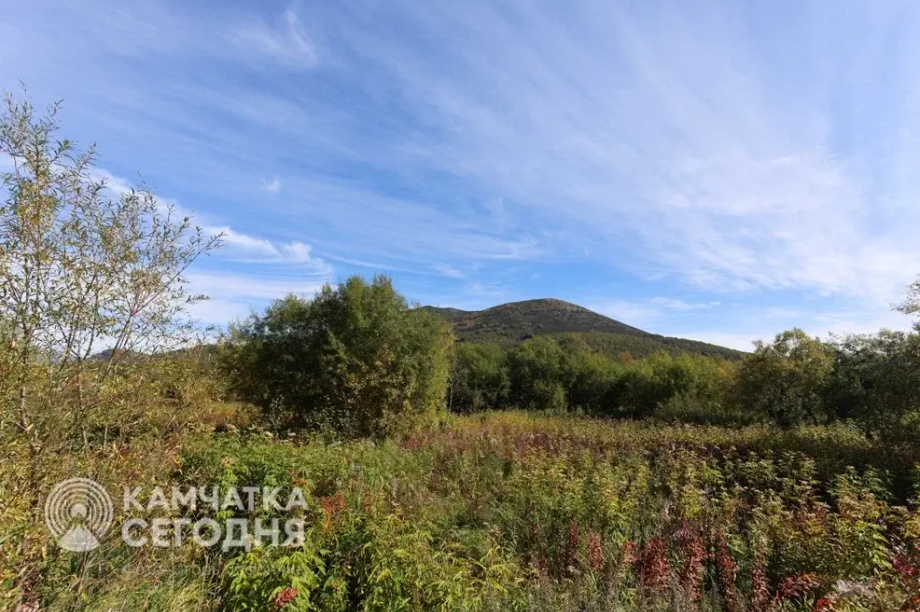 Полезные и смертельно опасные растения Камчатки - узнайте больше!. Фото: ИА "Камчатка"