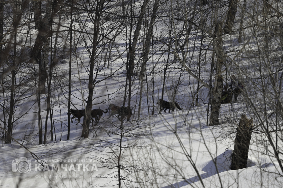 «Елизовский спринт» — 15 лет традиций и азарта!. Фото: «Камчатка Сегодня» \ Игорь Сафончик. Фотография 17