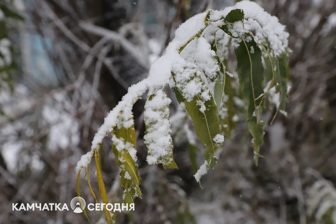 Первый снег выпал в столице Камчатки. Фоторепортаж. Фото: Виктор Гуменюк\ИА "Камчатка". Фотография 16