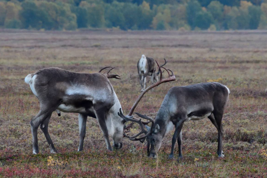 Извержение вулкана не мешает жизни краснокнижных оленей Камчатки. Фото: Наталия Акбирова, Алексей Маслов. Фотография 1