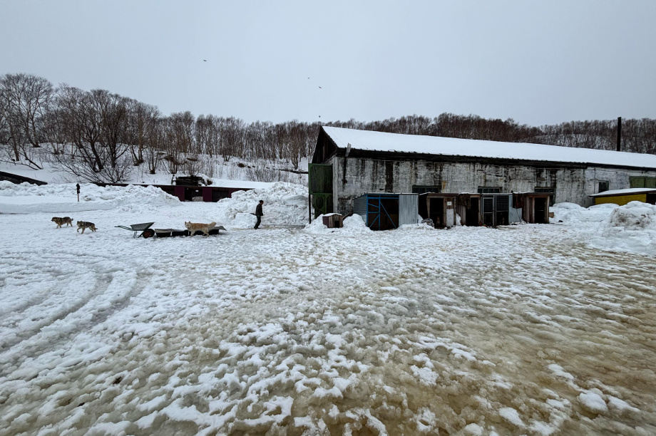 Приют для животных очистили от снега камчатские благотворители. Фото: приют “Под крылом Кутха”. Фотография 4