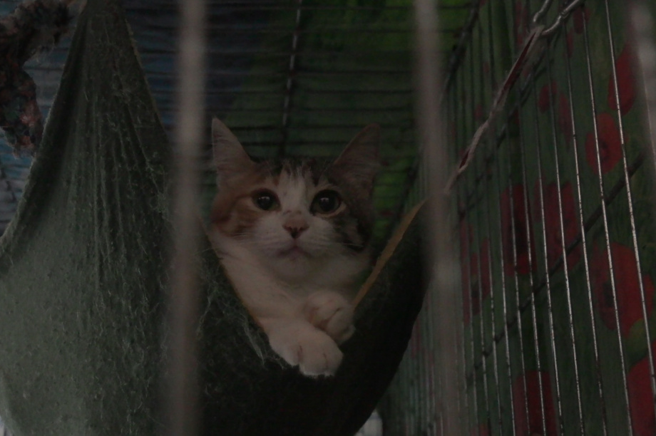 Власти Камчатки помогут частному приюту найти большое помещение для кошек. Фото: информационное агентство "Камчатка". Фотография 4
