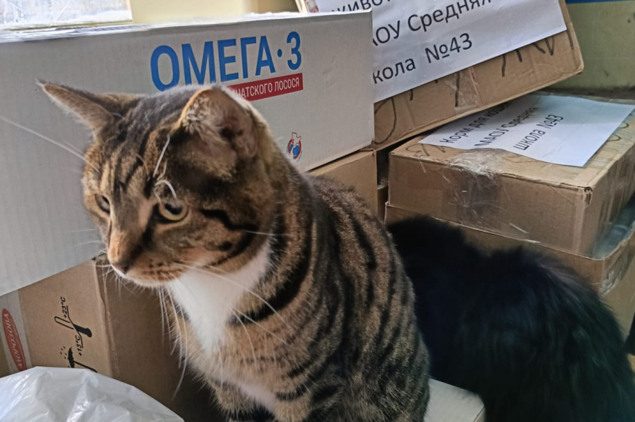 Ребята из камчатской школы № 43 одарили гостинцами котиков приюта «Оберег». Фото: приют "Оберег". Фотография 1