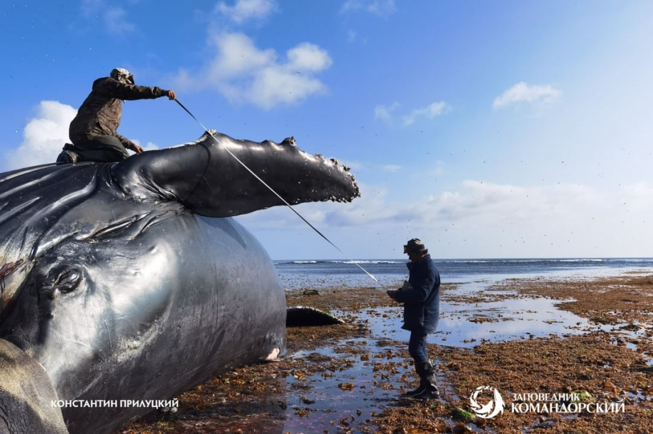Горбатого кита длиной 13 метров нашли на острове Беринга. Фото: instagram.com/commanderislands. Фотография 6